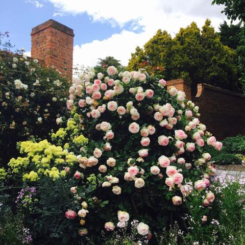 这个玫瑰花 为什么上海没有!t t  皇家塔斯马尼亚植物园