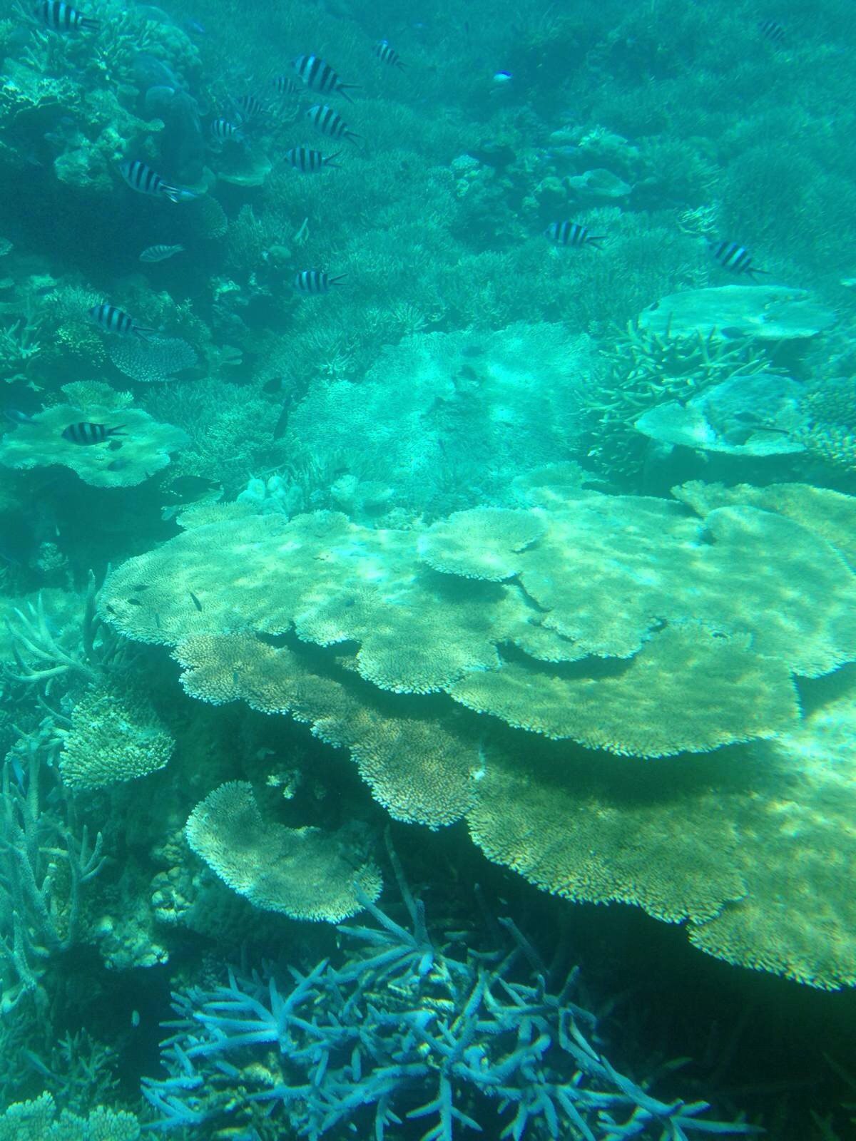 阿金科特暗礁