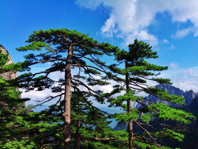 山行記——黃山,井岡山之行