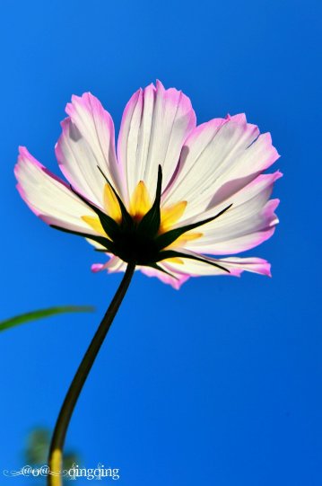 希望如格桑花一样坚强的活着,不畏高寒,不惧风霜! 仙女山