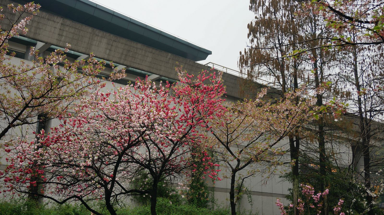 可惜上午下雨 已經打落了不少櫻花 沒有想象中的壯觀 雞鳴寺