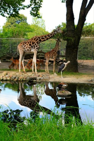 哈根贝克动物园  hagenbeck