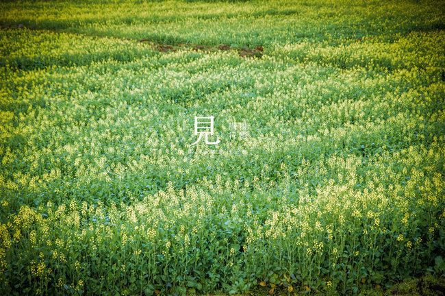 油菜花开简谱_油菜花开朋友来(3)