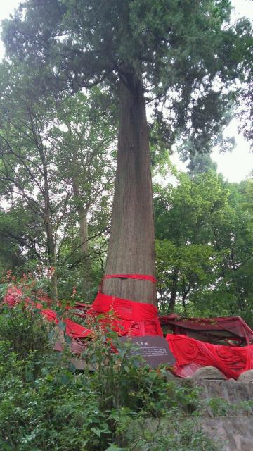 张三丰栽的树,只有这可能是真的