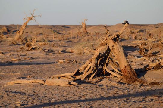 曾经春夏一片翠绿,秋天一道金黄, 如今,枯树像白骨般的尸陈荒野.