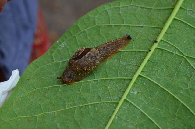 路上看到的蜗牛,奇特的壳上面有很多花纹,像是镶嵌了很多宝石.