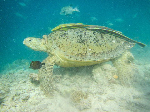 又看到一只海龟,这只海龟背上还趴着2条鱼.
