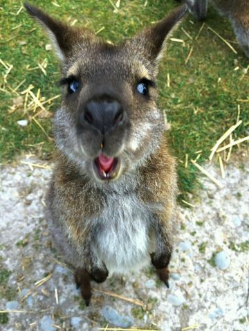 梦中的天堂---蜜月情迷新西兰