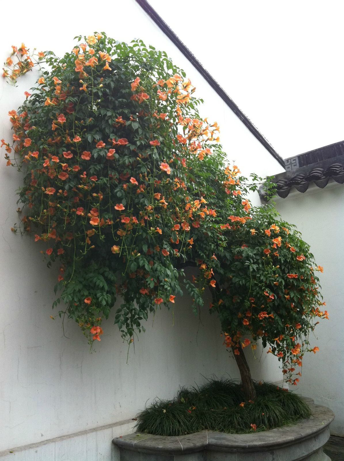 一树蔷薇 拙政园