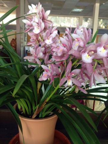 兰花是台湾国宝. 日月潭