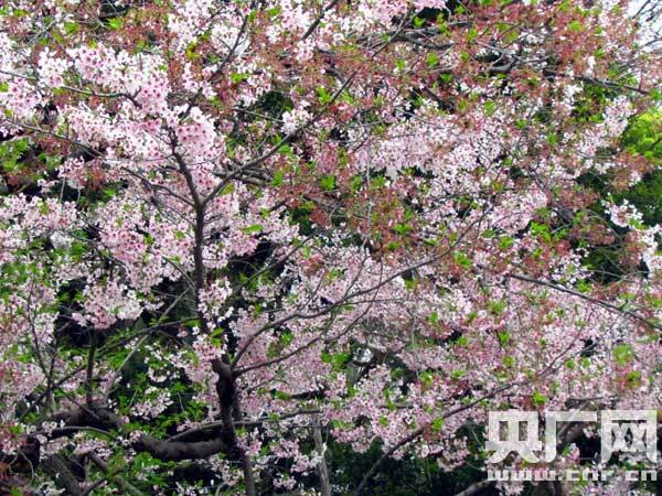 海涛旅游 北京国安球迷团日本助威亚冠赛散记