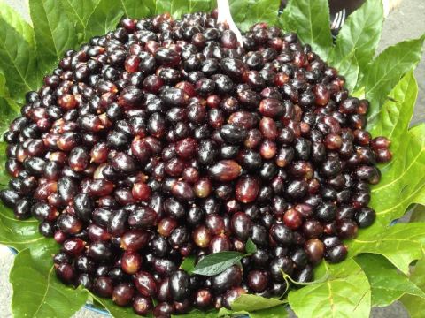 当地人称为蓝莓,一导游告诉我它就是提子,10￥一斤,要买得一定要讲价