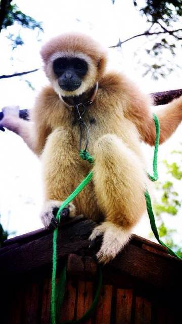 淘宝预定的safari四合一,牛车,骑大象,猴子表演,大象表演都齐了 杭州