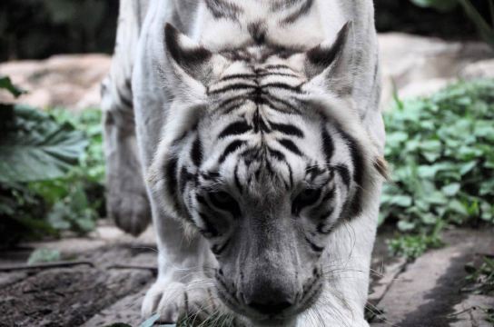 孟加拉虎的白色变种 长隆野生动物世界