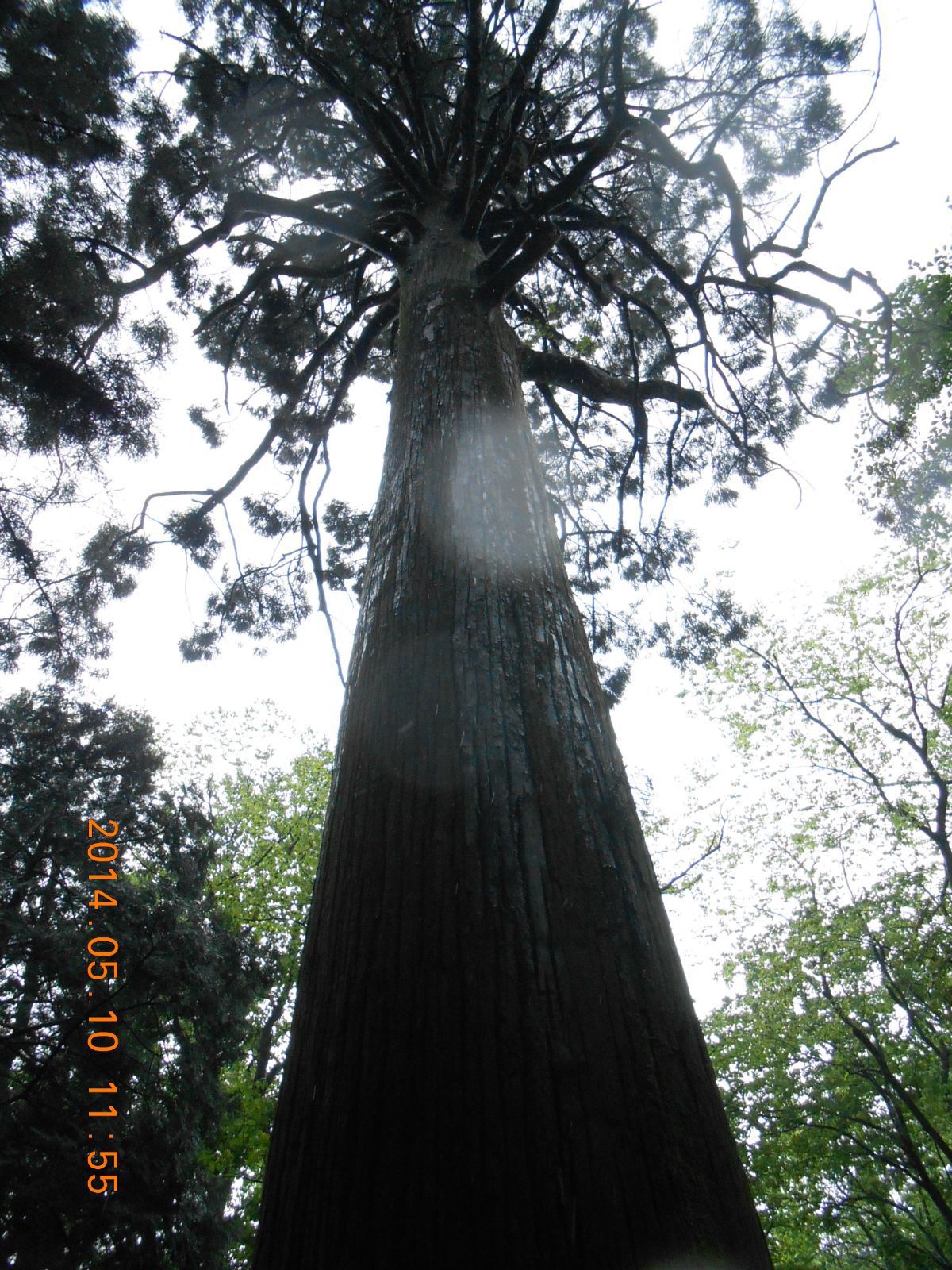 一山飞峙大江边—登庐山