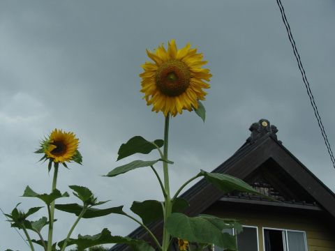 日本人很喜欢向日葵的说,太阳花~ 忍野八海