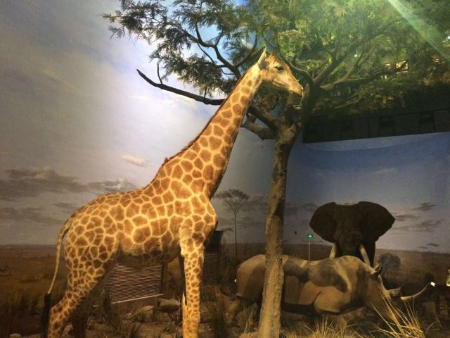 长颈鹿很温和的说.