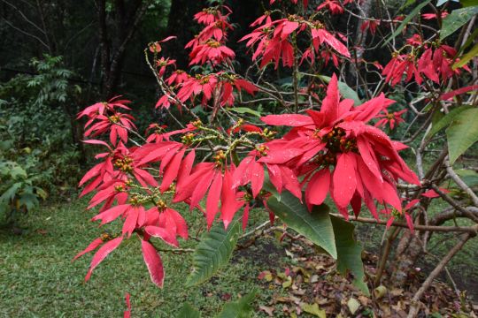今天终于知道一品红原来是一棵树来的,而不是只能长在花盆里.