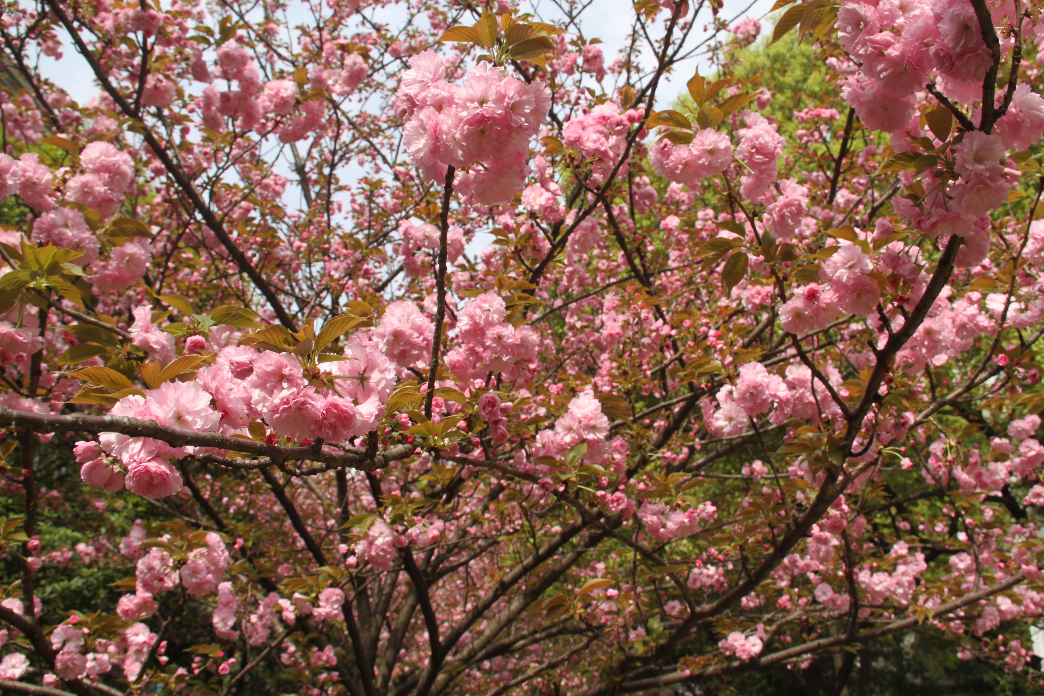 櫻花路