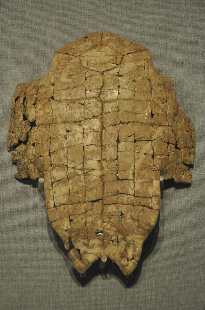 龟甲!没文化,只是听说很珍贵! 河南博物院