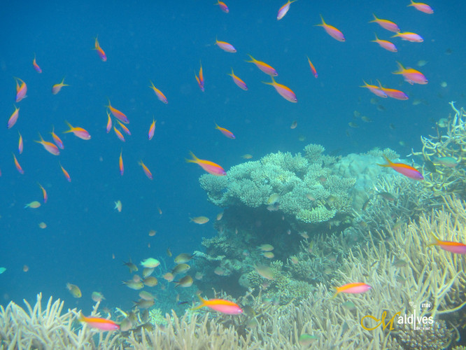 马尔代夫阿雅达岛7日奢华蜜月行,海滩、浮潜以