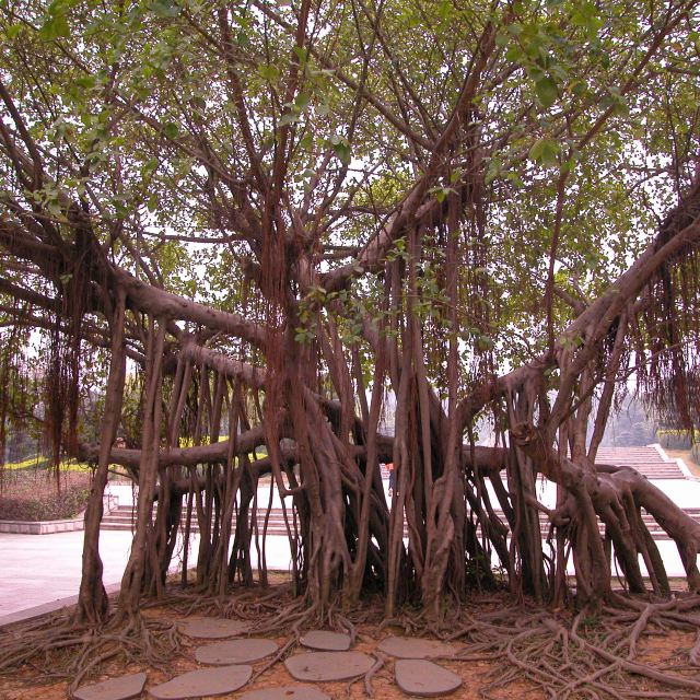 多根多枝榕树.