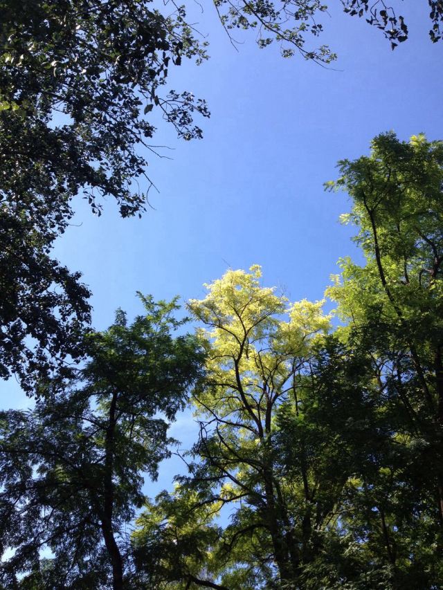 一棵参天大树蓝天图片,一棵参天大树图片大全,参天大树图片风景树_大山谷图库