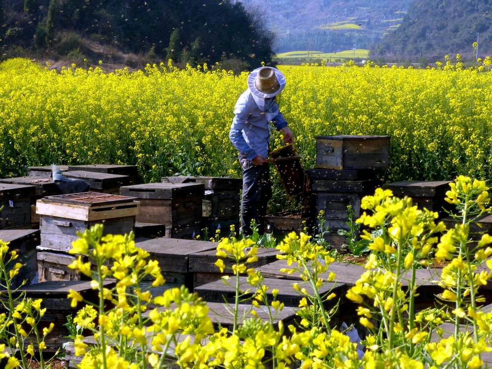 摄于金鸡村 罗平养蜂人