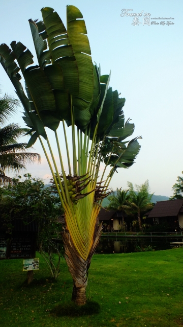 好大的芭蕉树! the paradise