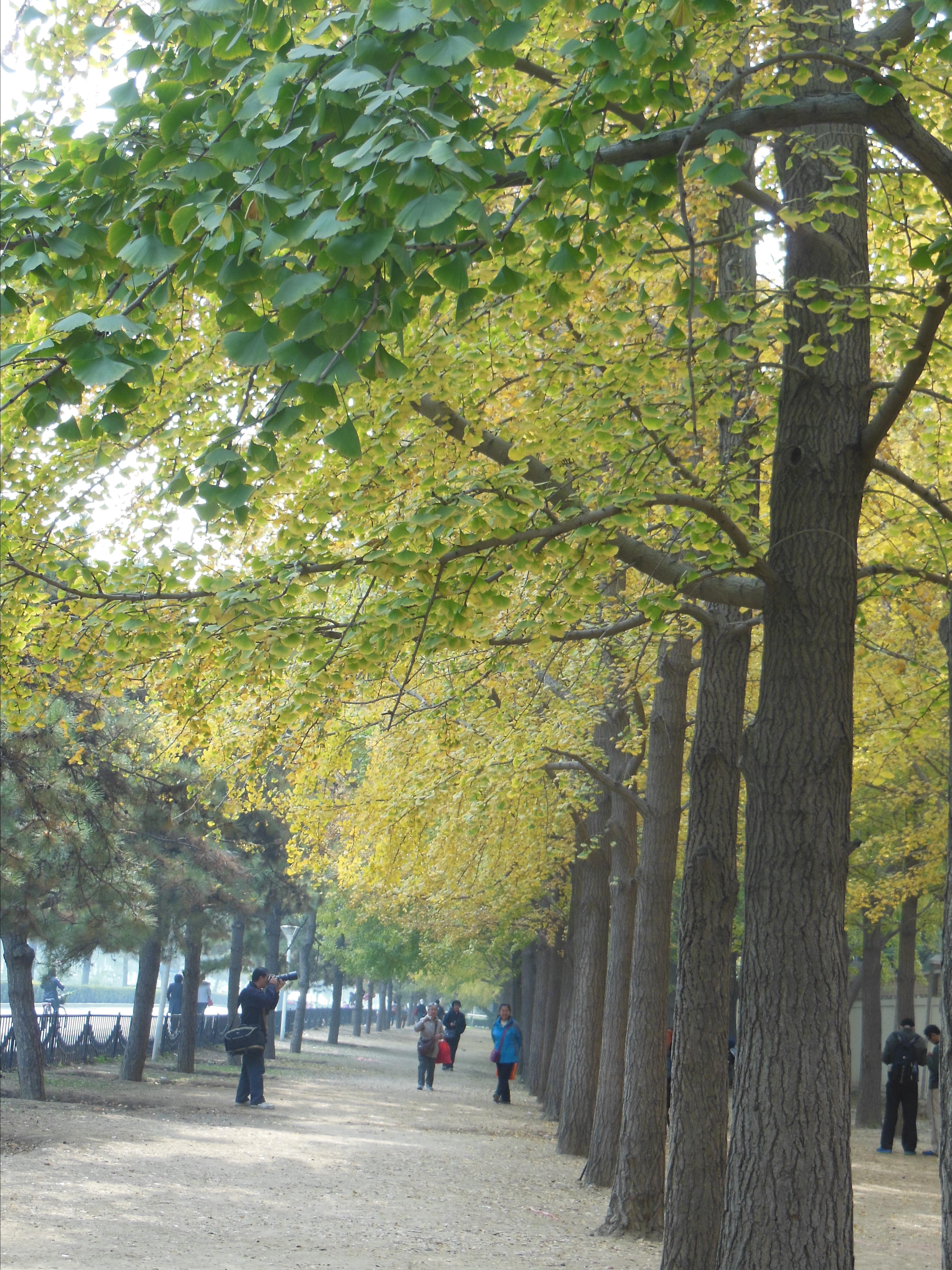 秋天的树叶-北京红螺园宾馆,红螺山,银杏大道