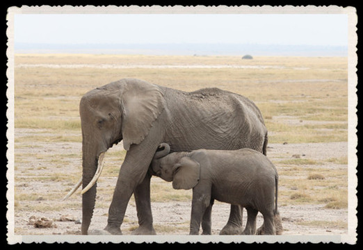 在吃奶的象宝宝,好幸福啊