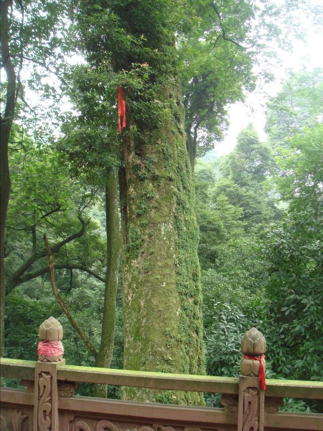 凤栖山拜佛