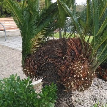 旅馆花坛中的两头铁树