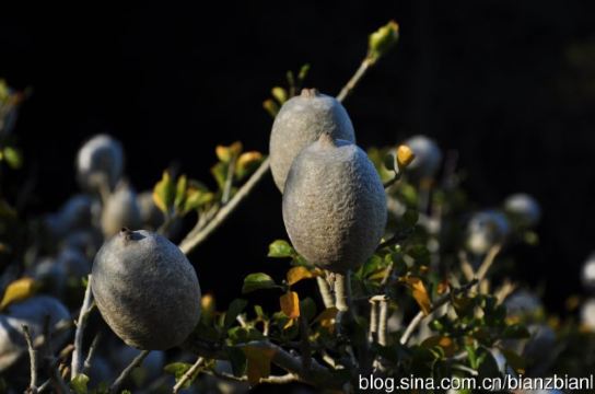 你那神奇的动物乐园,独特的风貌,迷人的植物王国不仅留在我们上千张