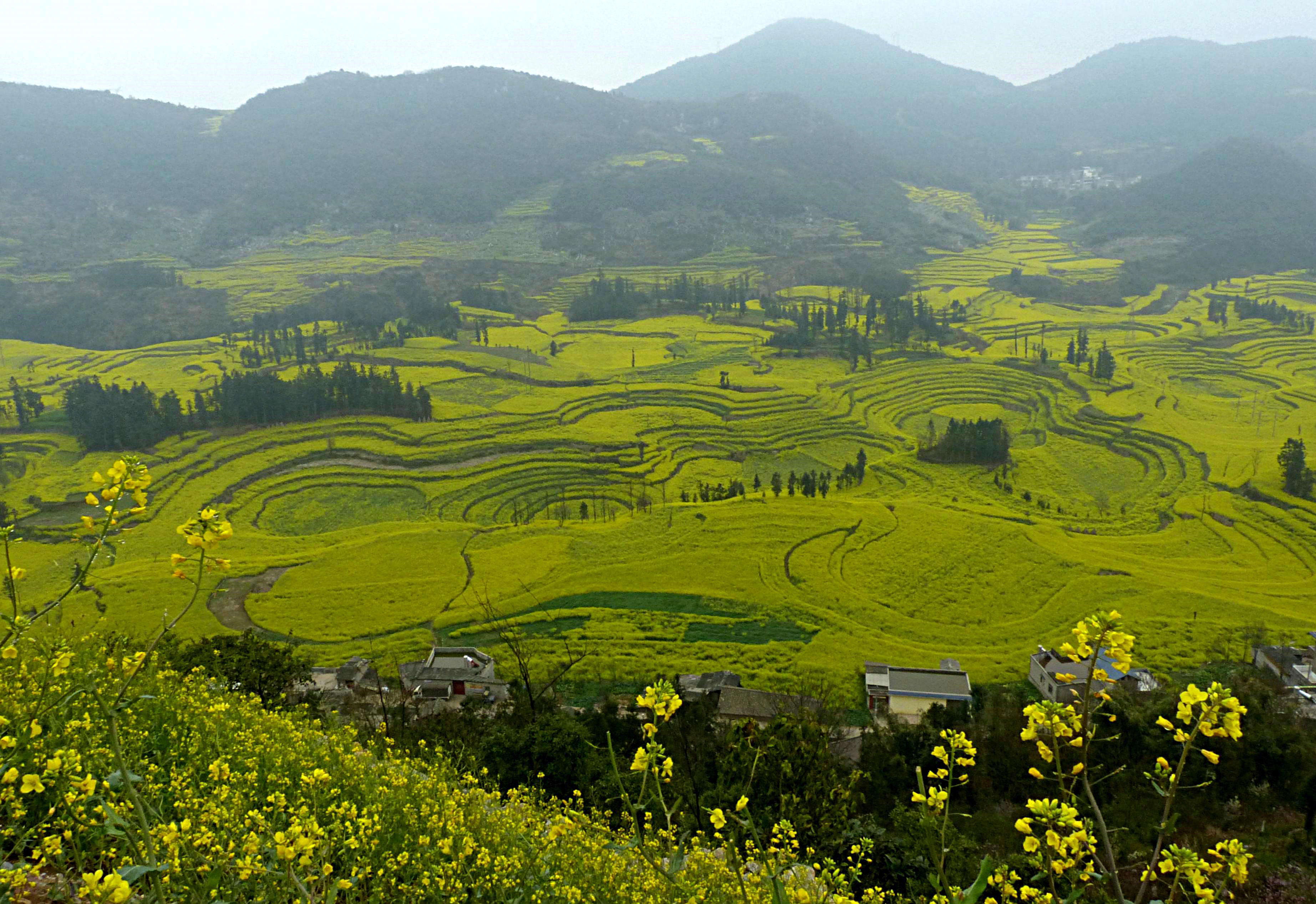 云游四海(76)云贵摄影日记(四)罗平油菜花