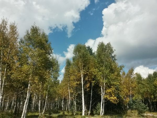 白樺林一片一片的密密叢叢,靜靜地在那裡等你一樣,安靜又美麗.