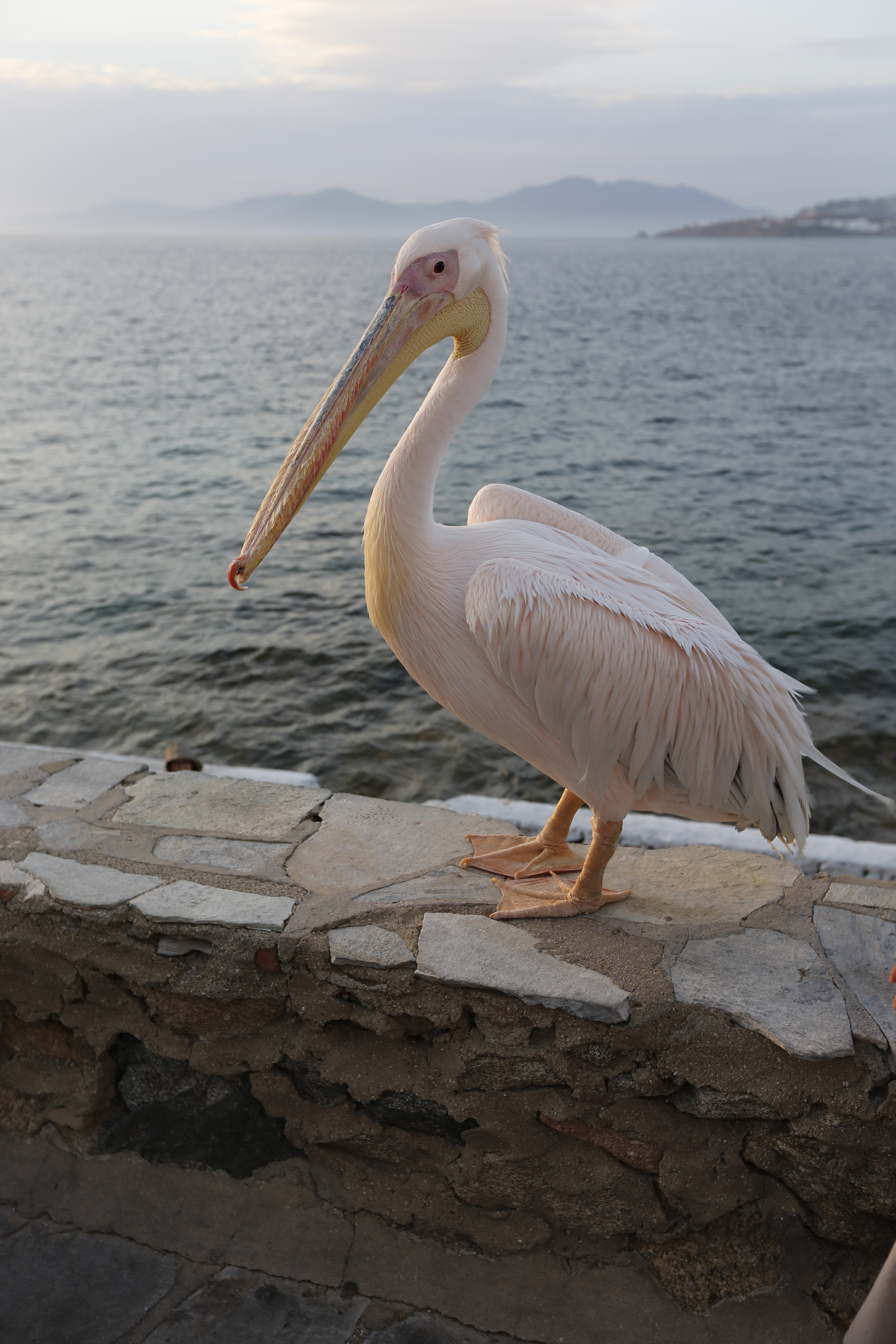 偶遇小岛的吉祥物鹈鹕,据说我们团就我看到了,其他人都在酒吧吃晚饭.