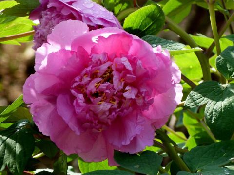 2014年大连百花迎春游园会