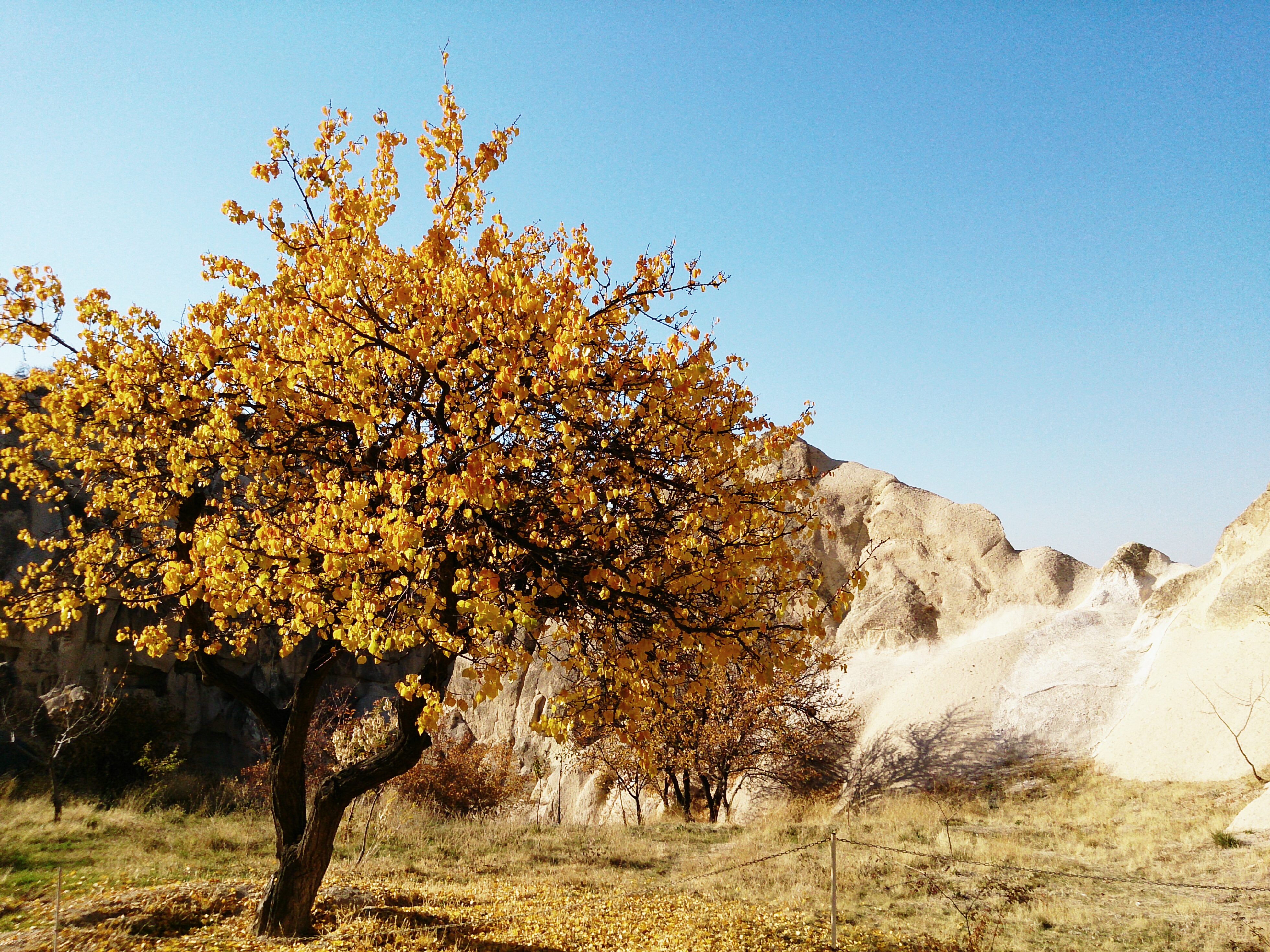 土耳其杨树生长速度图片