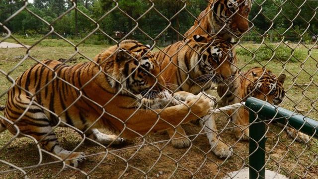 武漢動物園門票,武漢武漢動物園攻略/地址/圖片/門票價格【攜程攻略】