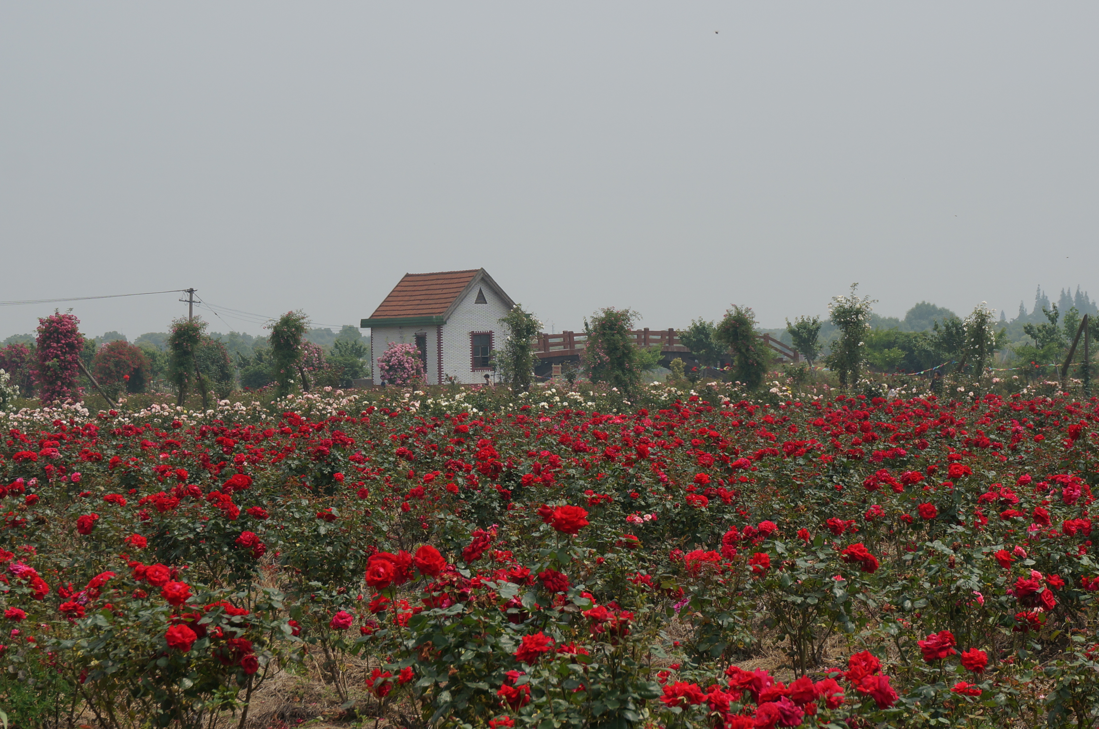 惠东玫瑰庄园的照片图片
