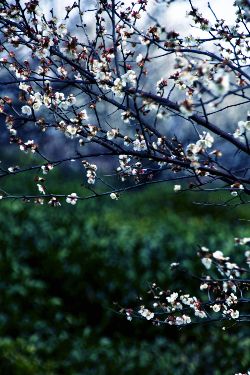 【梅花节"随手拍"溧水梅花节,漫山梅花随意赏.