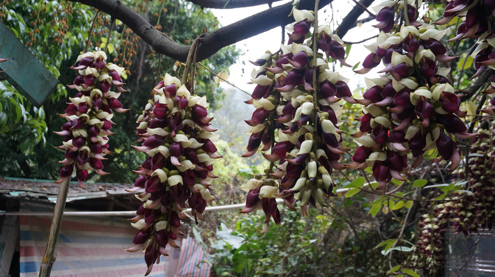 江门公坑寺农家乐 - 游记攻略