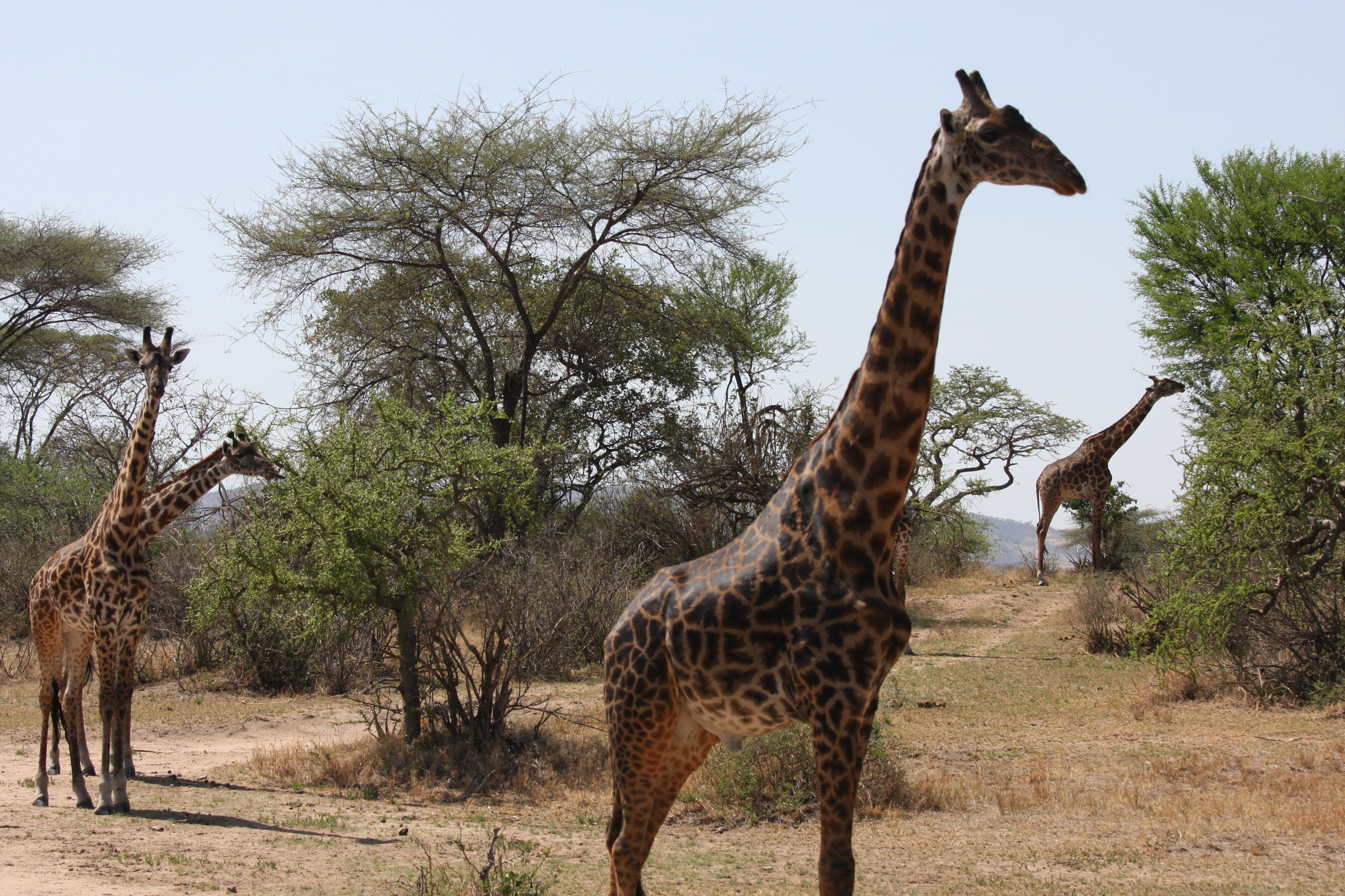 四只长颈鹿 塞伦盖提国家公园