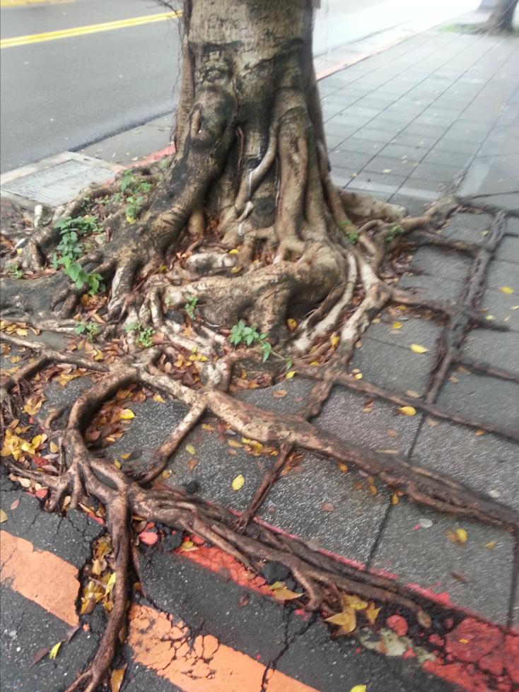 随手拍!台北路边的树根