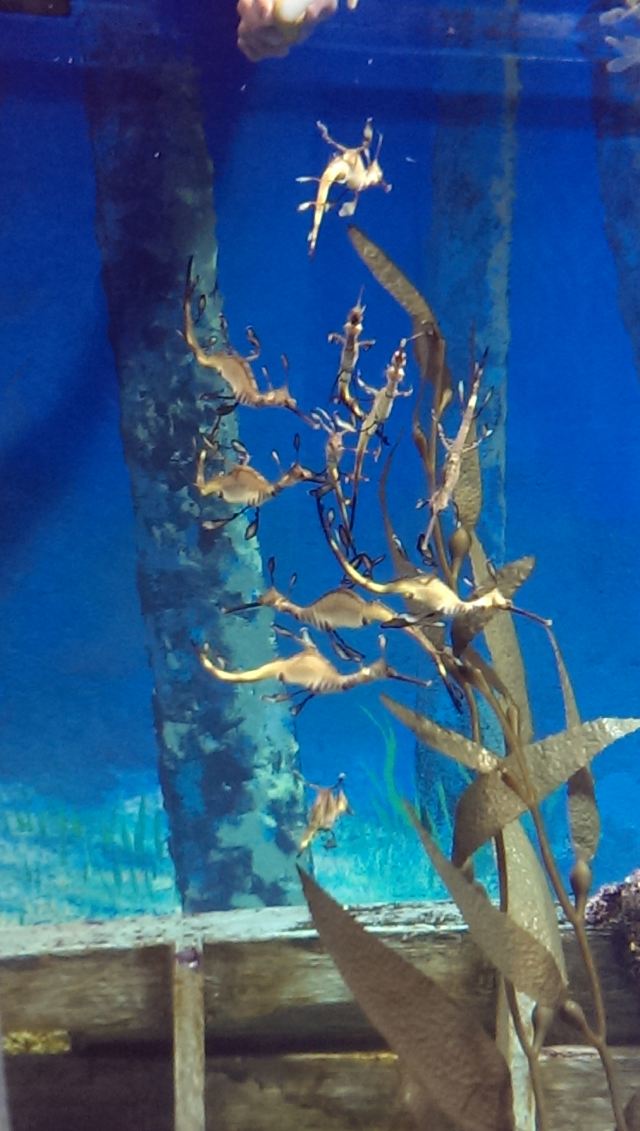 这个好像是叶海马,也许不叫这名,反正记得是一种很稀有的物种