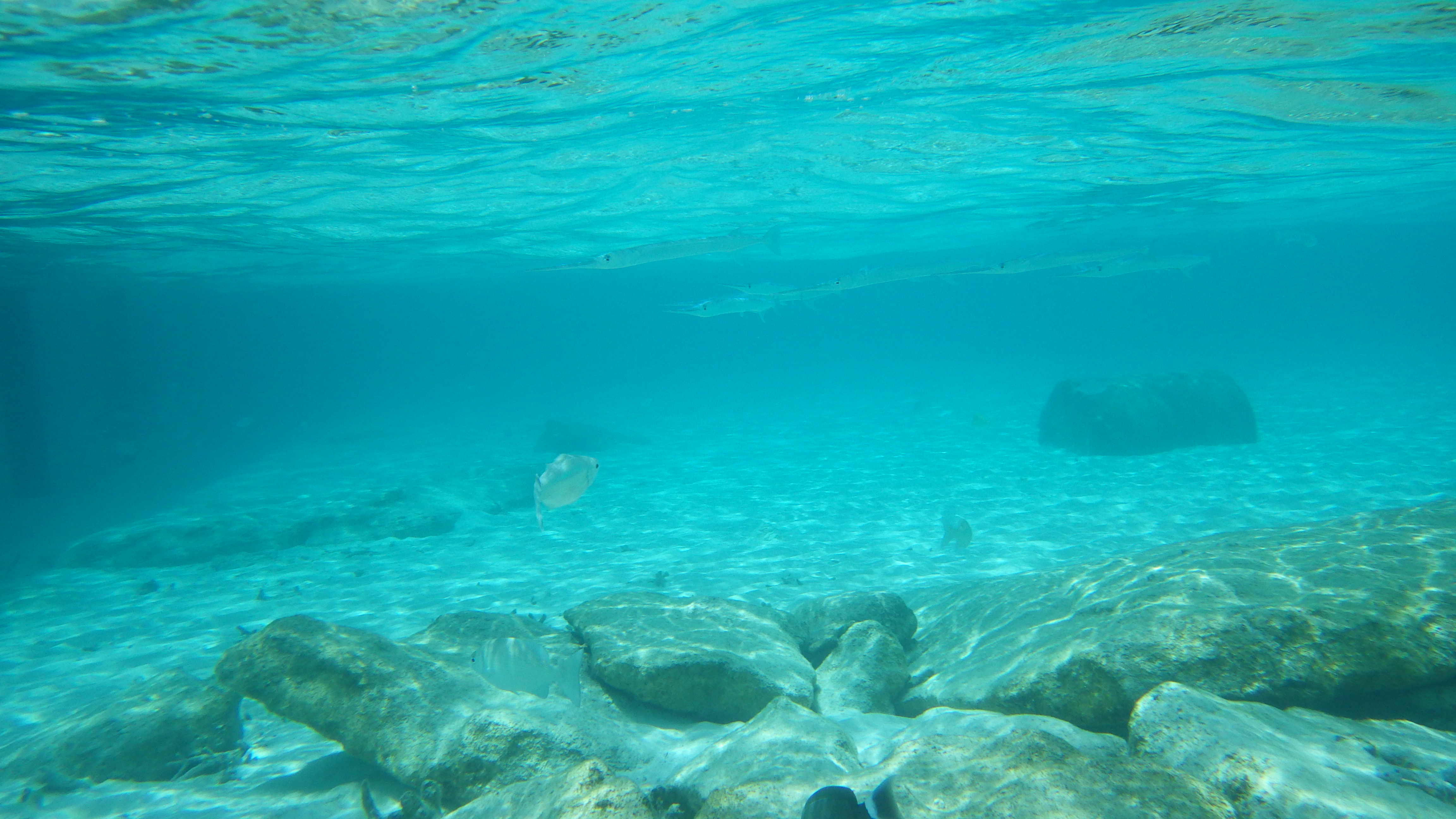 码头附近浮潜