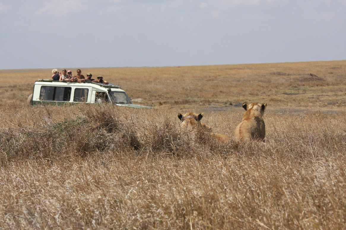 加游记#东非原野上的狩猎