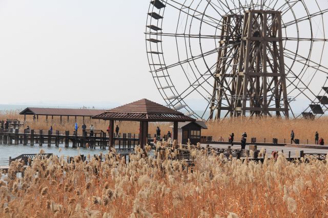 溼地公園沿太湖而建,我們在溼地之上,蘆葦之間,風車之下穿行,野鴨